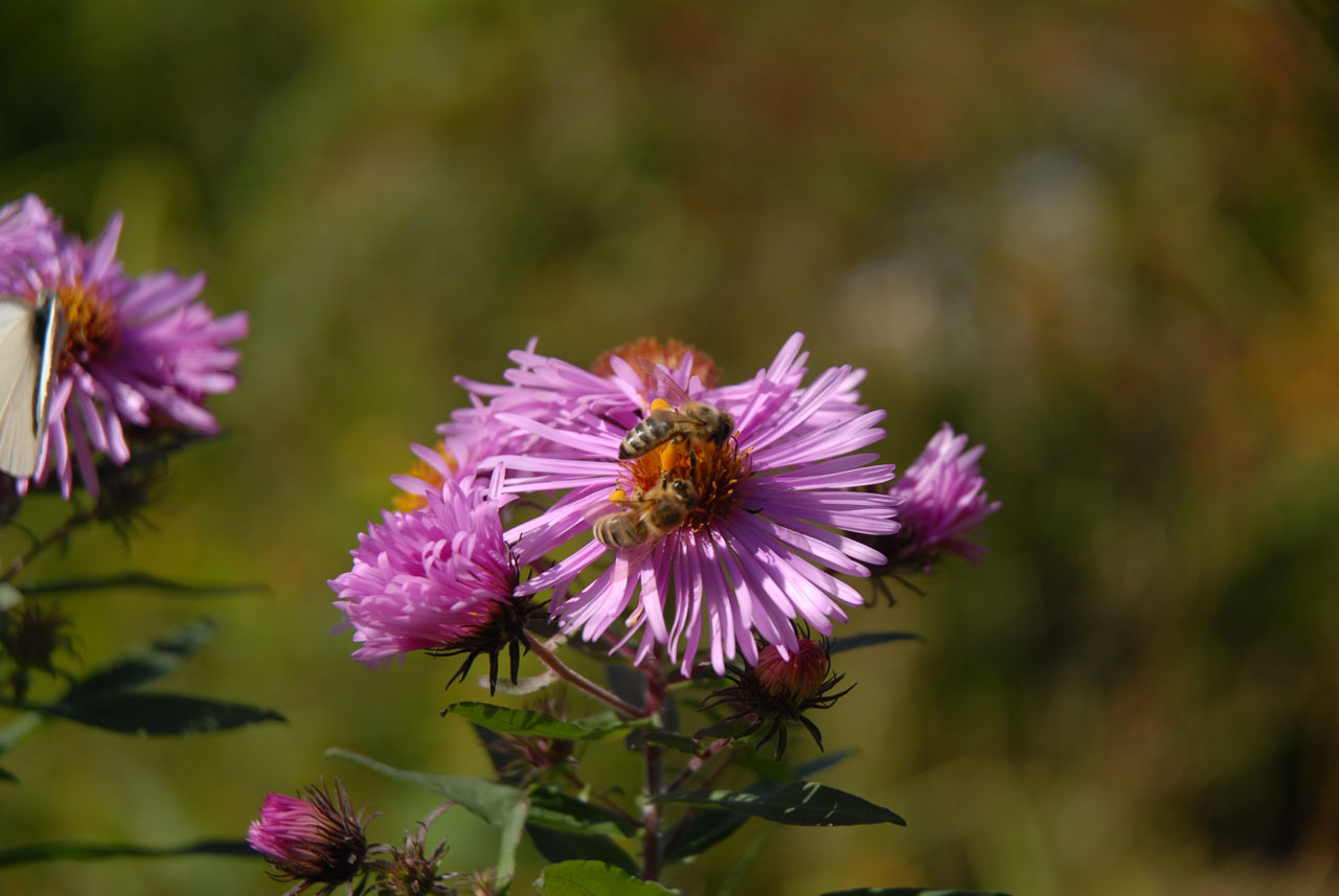 Bee garden - How can I do something good for our bees?